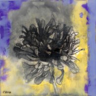 Zinnia