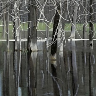 Dancing Branches