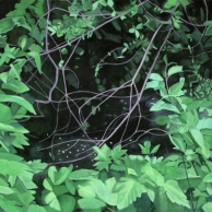Dark Water