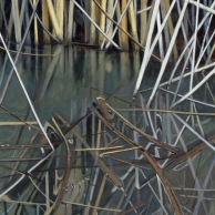 In the Marsh