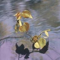Leaf Shadow