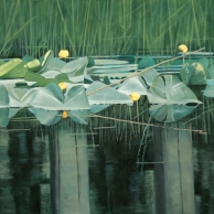 Lily Pads