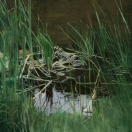 Madison-River-36x36