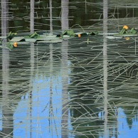 Water Lilies