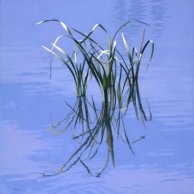 Reeds Reflecting