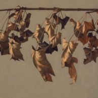 Bending Bough