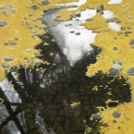Pond Disguised by Leaves
