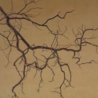 Sunset Branch