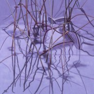 Dance of the Reeds